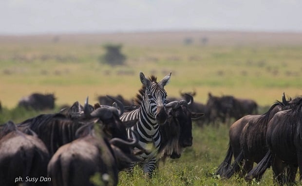 5 Reasons to look forward to our Tanzania Migration Safari