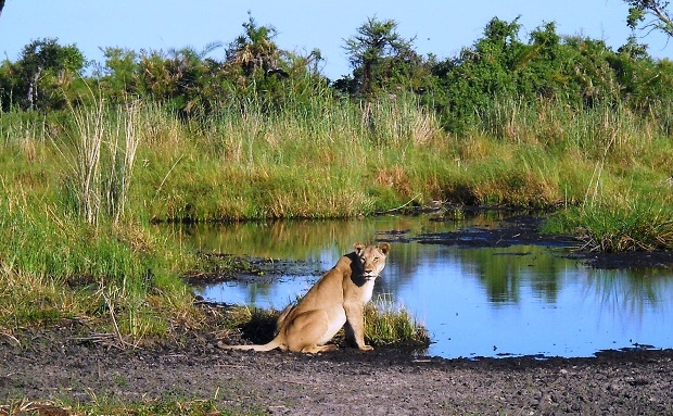 Botswana in the Green Season