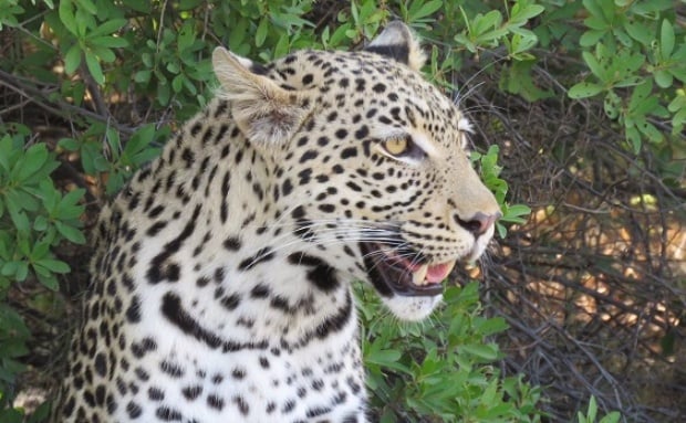 A Mobile Safari Camp through the Moremi and Khwai areas in Botswana  