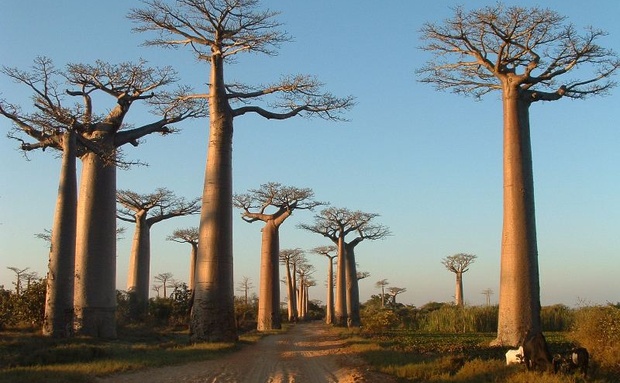 Dave se brief uit Madagaskar op RSG