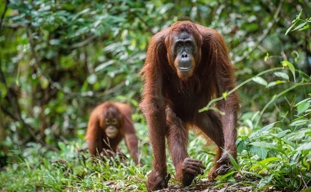 Tahiti of the East:  A journey into Borneo