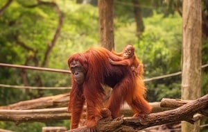 Borneo