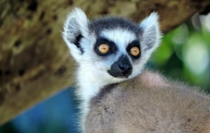 Madagascar