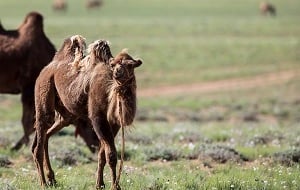 Mongolia