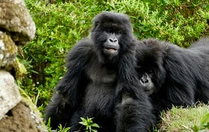 Rwanda: Gorilla Tracking Safari (4 Day Tour)