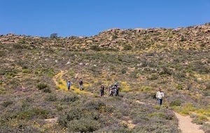 Namaqua Flower Hike