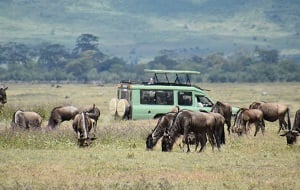 Tanzania Migration Safari