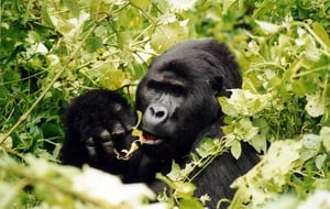Uganda - The Pearl of Africa